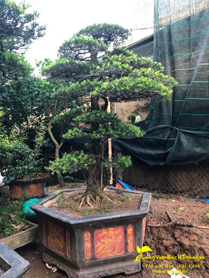 Cây tùng la hán bonsai bằng nhựa 750CV - Hoa vải đẹp MAI