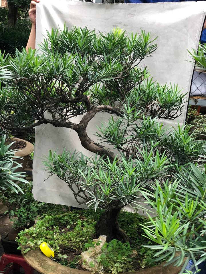 CY TNG LA HN BONSAI P - Lng Vn Bch Thun