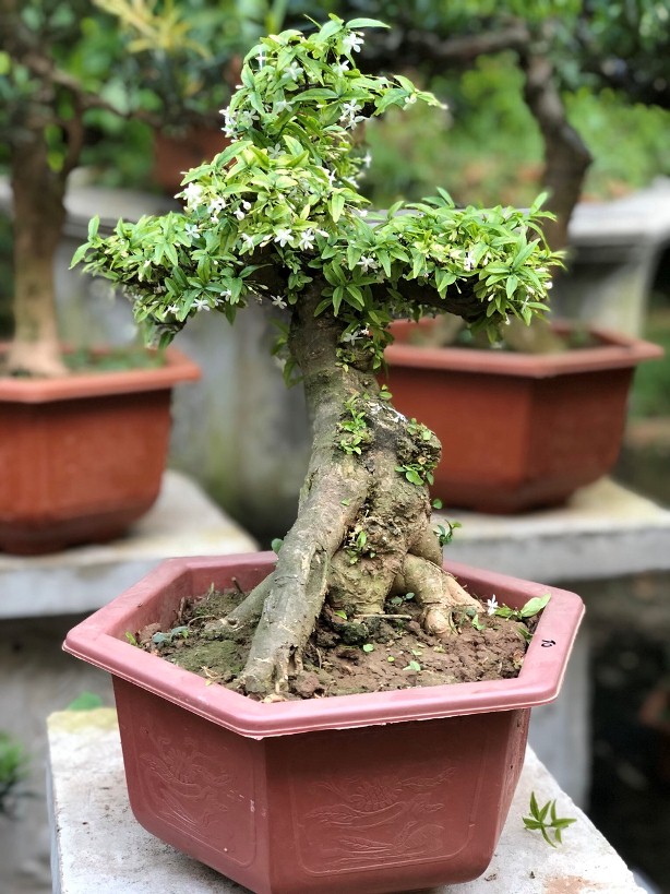 Cây Cảnh Mai Chiếu Thủy Bonsai Mini Để Bàn - Mã Bs19 - Làng Vườn Bách Thuận