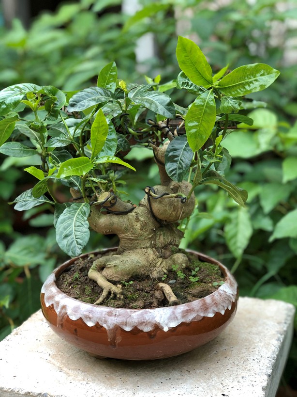 Cây cảnh Dành Dành Bonsai mini để bàn - mã BS12 - Làng Vườn Bách Thuận