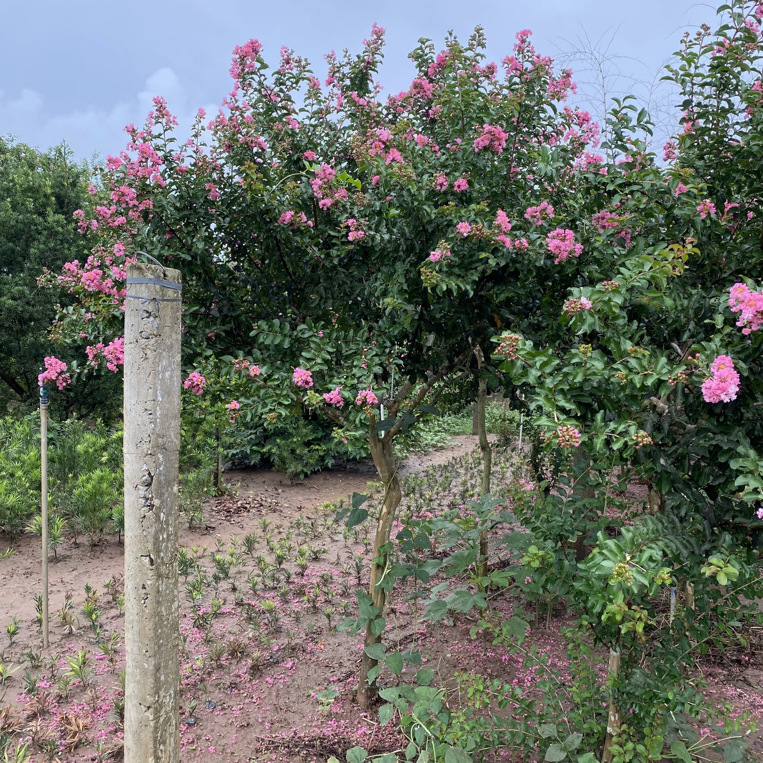 z5578408211132_152094cf5455ada69af5b2df8eec9254